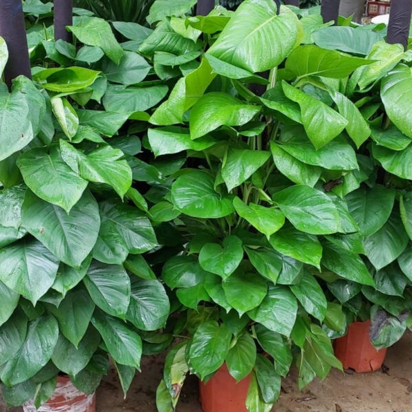 Cây trầu bà cột dáng gọn với lá xanh ôm sát thân cột trong khung ảnh vuông
