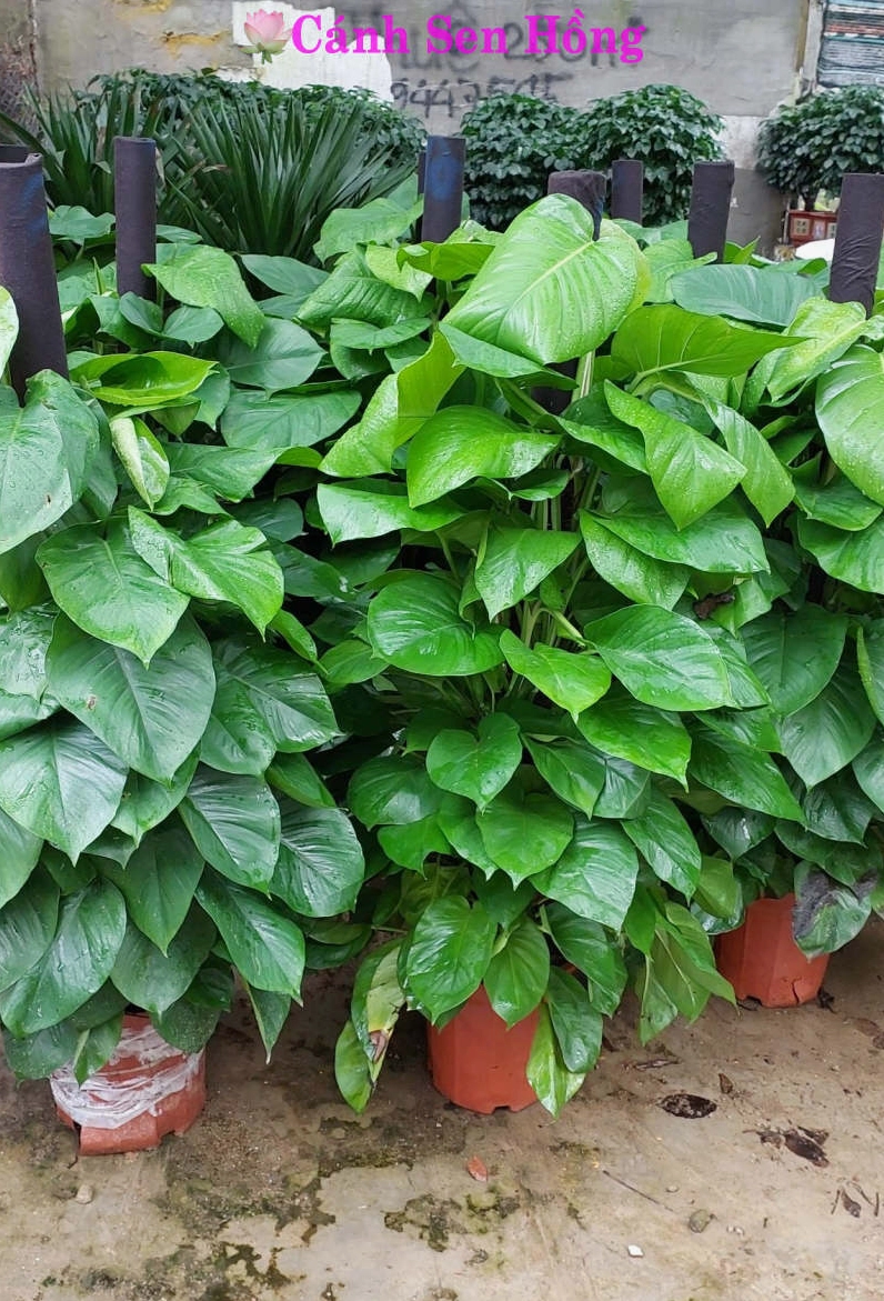 Cây trầu bà cột kích thước lớn hơn với dáng lá xanh rõ nét dùng để trang trí nội thất