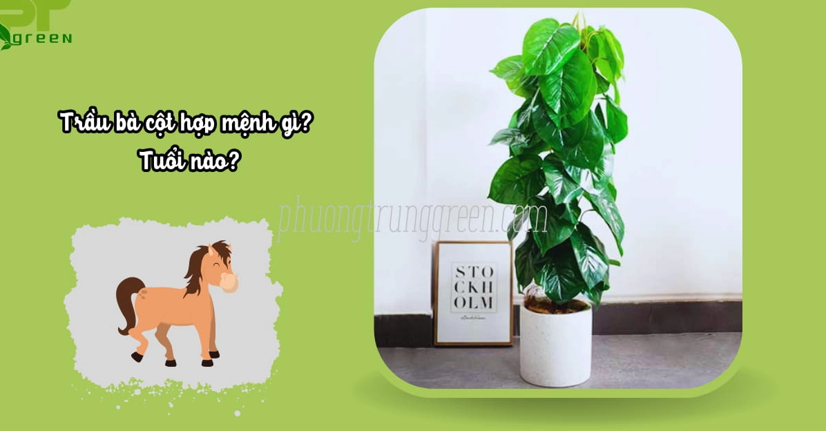 Cây trầu bà cột mang ý nghĩa phong thủy tốt lành cho người tuổi Ngọ