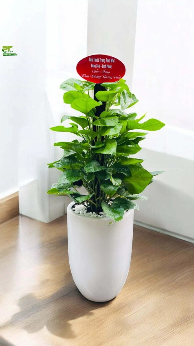 Cây trầu bà cột trong chậu sứ trắng dùng làm quà tặng khai trương thanh lịch