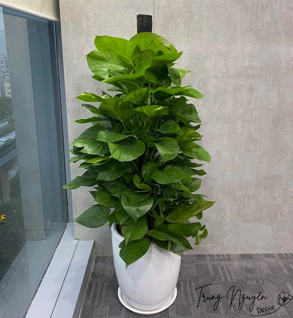 Cây Trầu Bà Cột vươn cao với lá xanh mạnh mẽ tạo gợi ý bài trí cùng các chậu cây nội thất khác