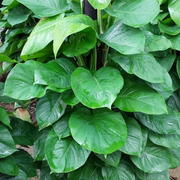 Cây trầu bà cột xanh tươi trong chậu cảnh với dáng leo tự nhiên