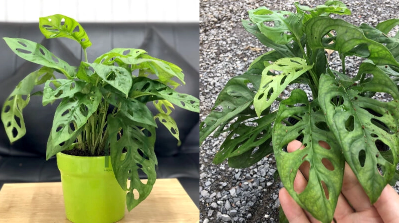 Cây trầu bà Cửa Sổ với lá có lỗ tự nhiên tạo vẻ đẹp hiện đại và độc đáo