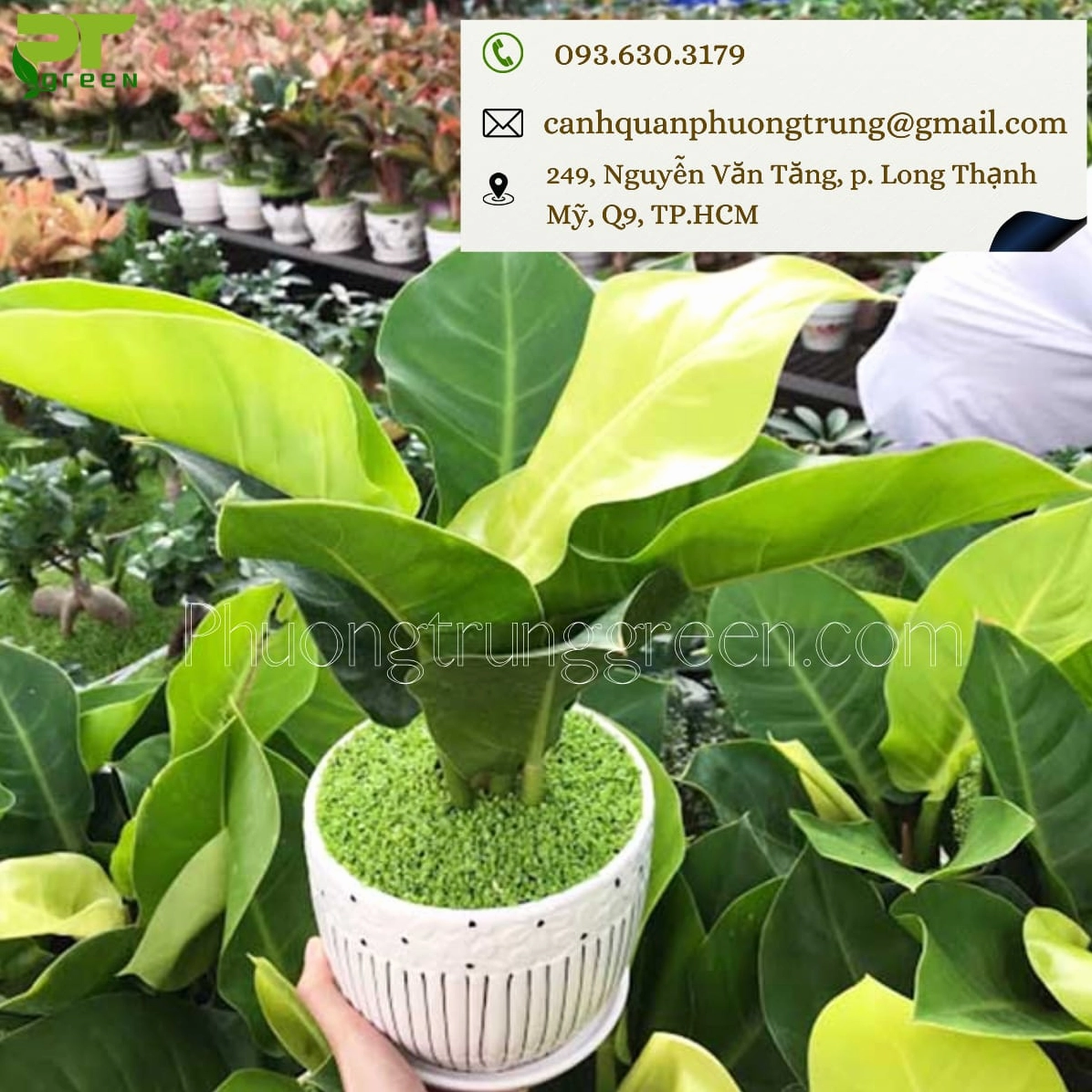 Cây trầu bà đế vương được trưng bày thành cụm với sắc lá xanh đậm nổi bật và cảm giác đầy sức sống