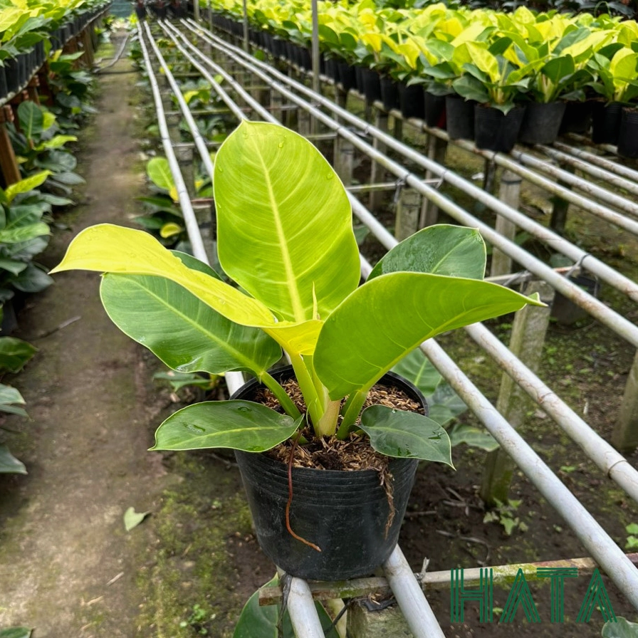 Cây Trầu Bà Đế Vương Vàng có lá vàng xanh nổi bật trong bố cục cây cảnh