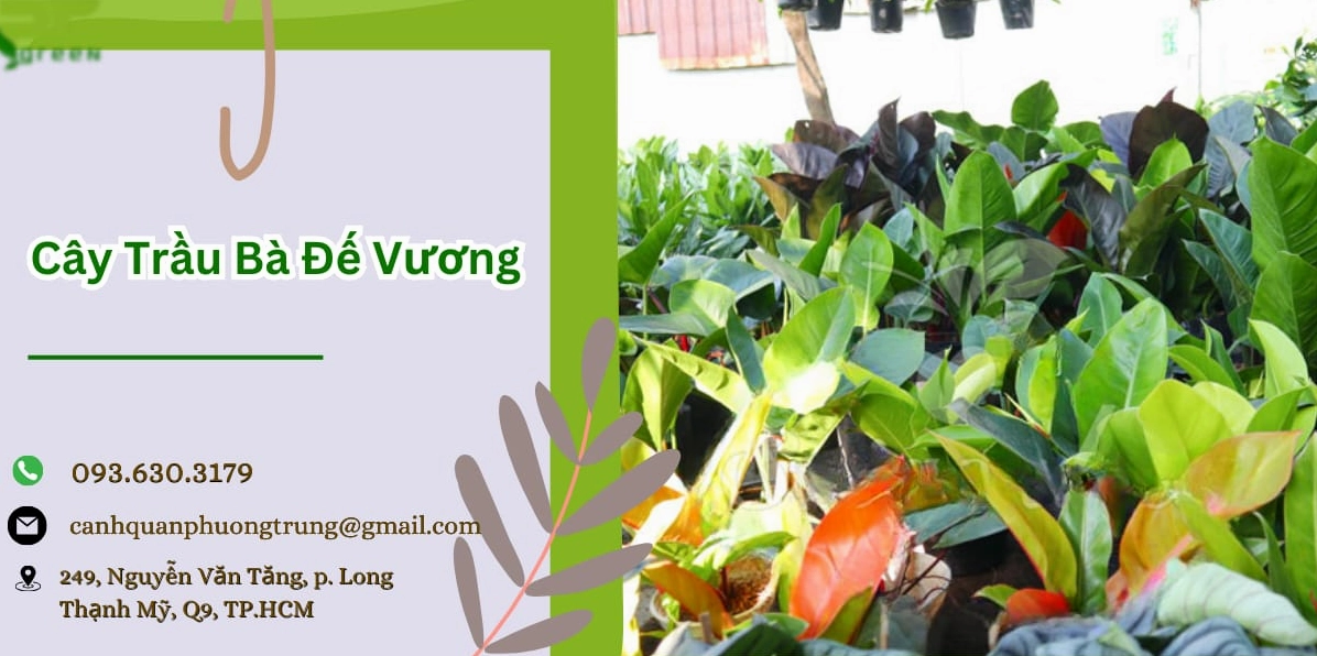 Cây trầu bà đế vương với lá xanh đậm dày bóng được chụp trong bối cảnh trưng bày cây nội thất