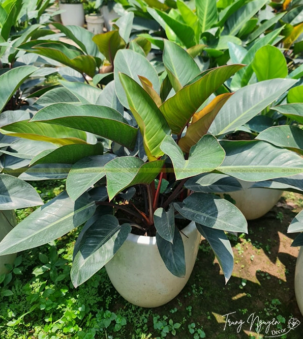 Cây Trầu Bà Đế Vương xanh đậm với lá lớn bóng mượt sang trọng