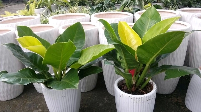 Cây trầu bà đế vương xanh trong chậu cảnh cần đặt xa tầm với của trẻ nhỏ và thú cưng