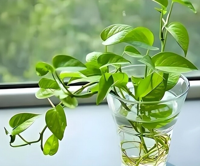Cây trầu bà lá xanh quanh năm với dáng cây tươi tốt trong không gian nội thất
