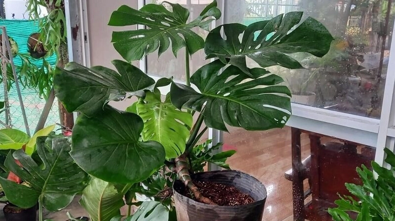 Cây Trầu Bà Lá Xẻ còn gọi là Trầu Bà Chân Vịt với tán lá xanh tỏa đều