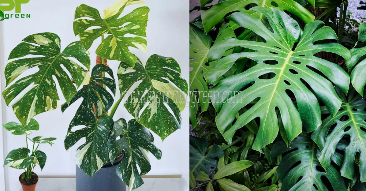Cây trầu bà lá xẻ đột biến được so sánh cùng Trầu Bà Lá Xẻ thường với sắc lá khác biệt
