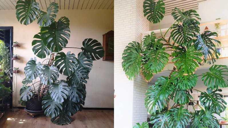 Cây Trầu Bà Lá Xẻ được xem là biểu tượng của sự phát triển và nguồn năng lượng xanh