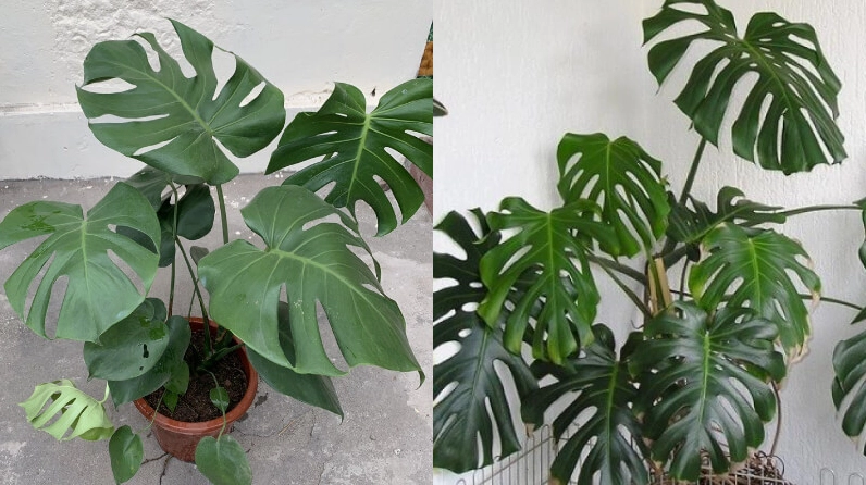 Cây Trầu Bà Lá Xẻ giúp không gian làm việc thêm xanh mát và gợi cảm giác thuận lợi
