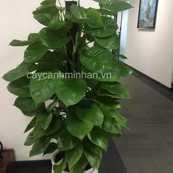 Cây trầu bà leo cột xanh tốt với lá hình tim làm nền phối cảnh cho góc cây trong nhà
