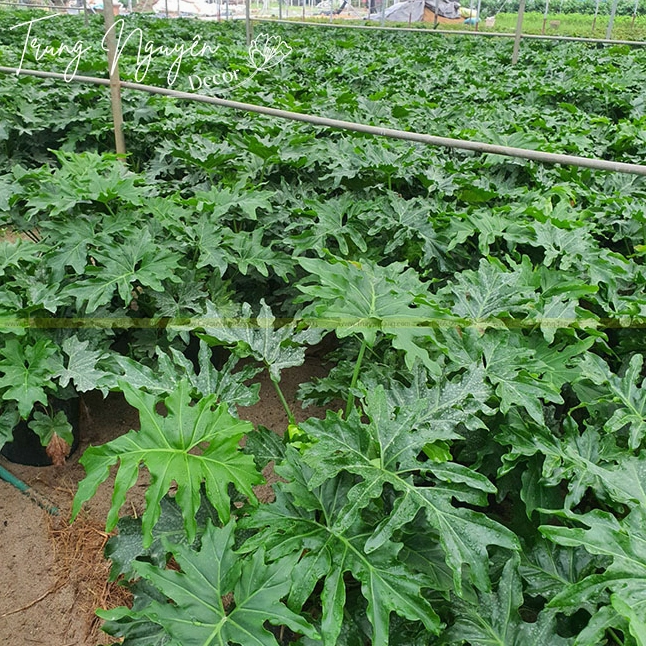 Cây Trầu Bà Thanh Xuân khỏe khoắn với lá xanh lớn minh họa cách chăm sóc cây trong nhà