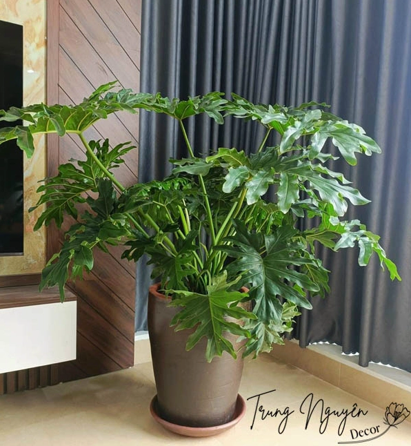 Cây Trầu Bà Thanh Xuân lá lớn xanh mướt mang lại cảm hứng phối đặt gần Cây Thanh Lan