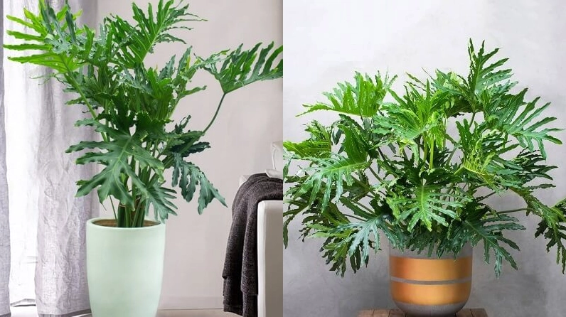 Cây trầu bà Thanh Xuân với dáng lá lớn, xẻ nhẹ và đường nét mềm mại