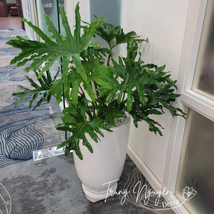 Cây Trầu Bà Thanh Xuân với những phiến lá xẻ xanh bóng vươn rộng đầy sức sống
