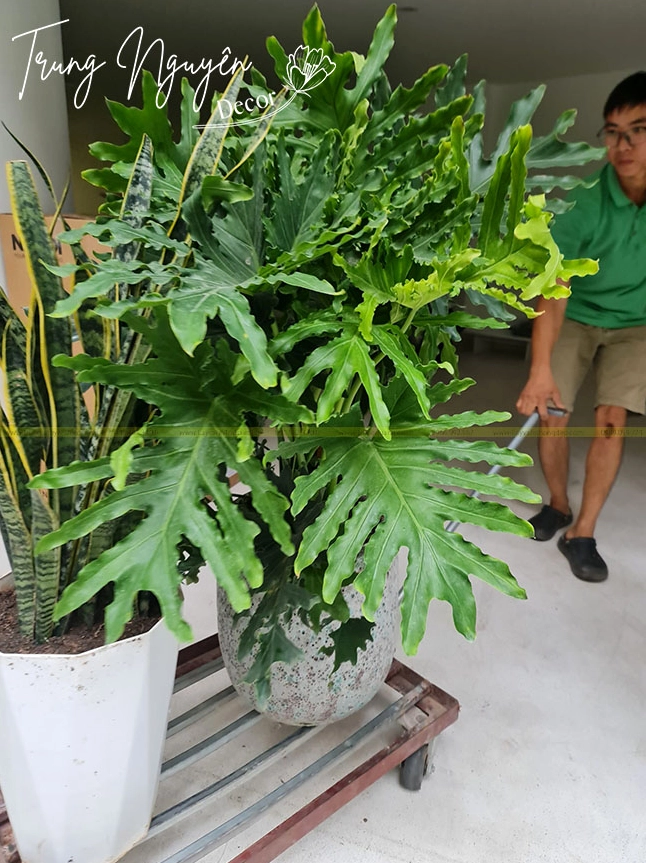 Cây Trầu Bà Thanh Xuân xanh đậm tượng trưng cho may mắn và nguồn năng lượng tích cực