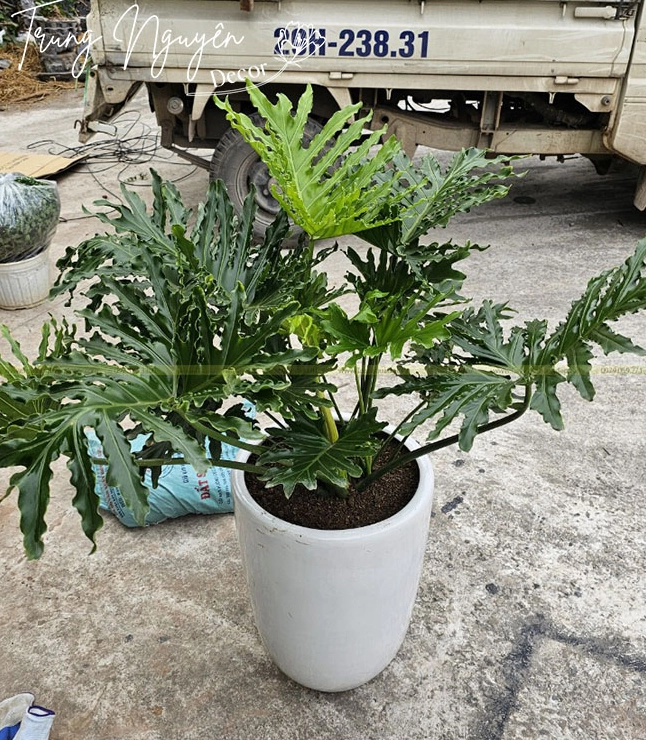 Cây Trầu Bà Thanh Xuân xanh mướt được giới thiệu với dáng lá lớn mềm mại