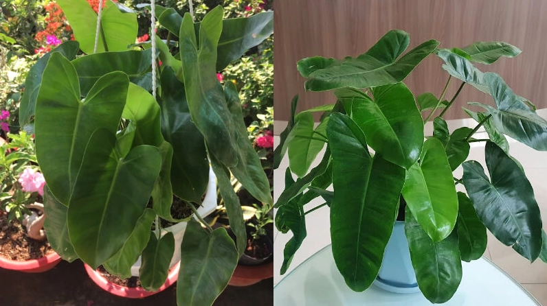 Cây trầu bà Tỷ Phú xanh tốt với dáng lá khỏe và vẻ ngoài tượng trưng cho tài lộc