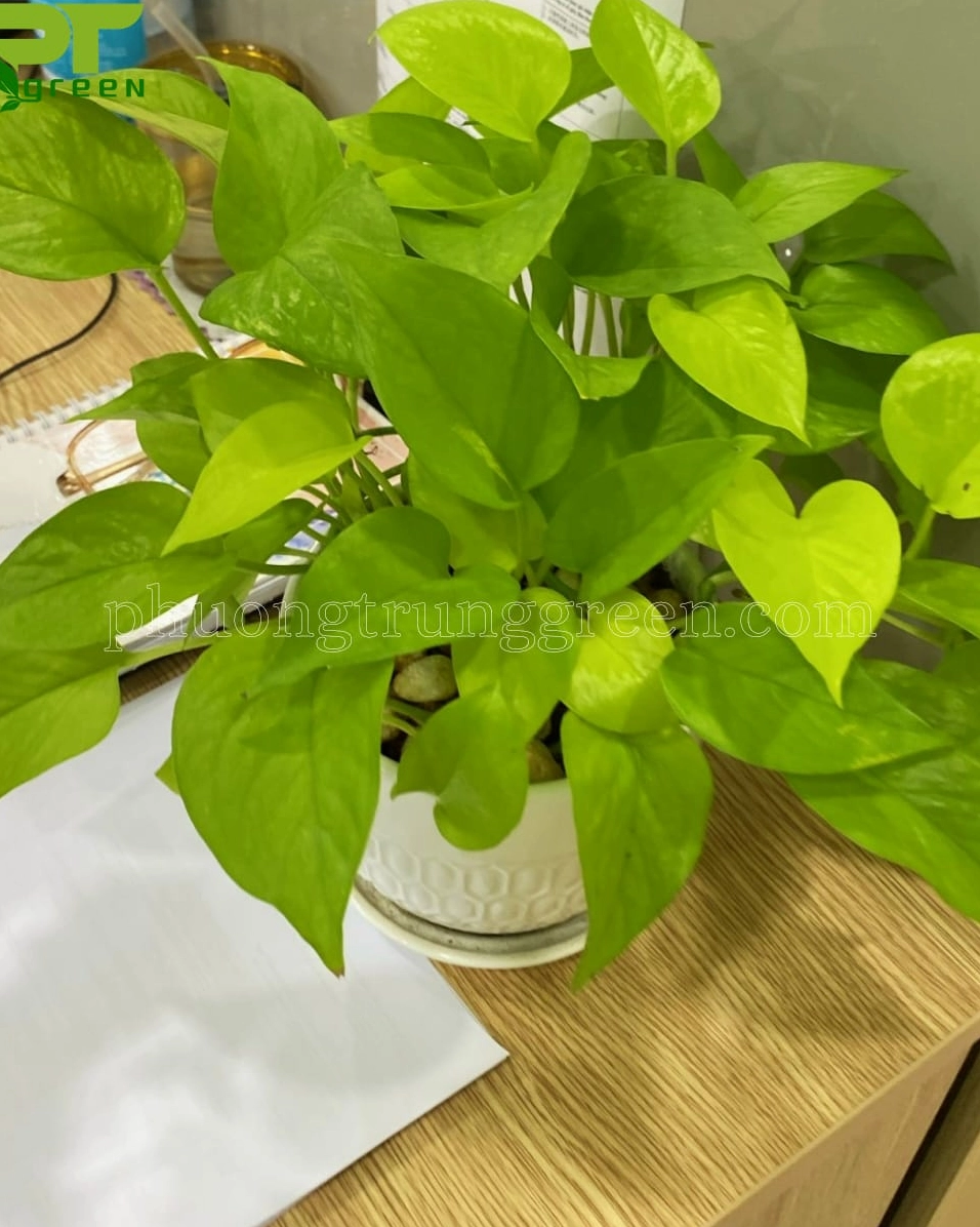 Cây Trầu Bà Vàng để bàn làm việc với lá xanh pha vàng tạo điểm nhấn mềm mại giữa không gian công sở