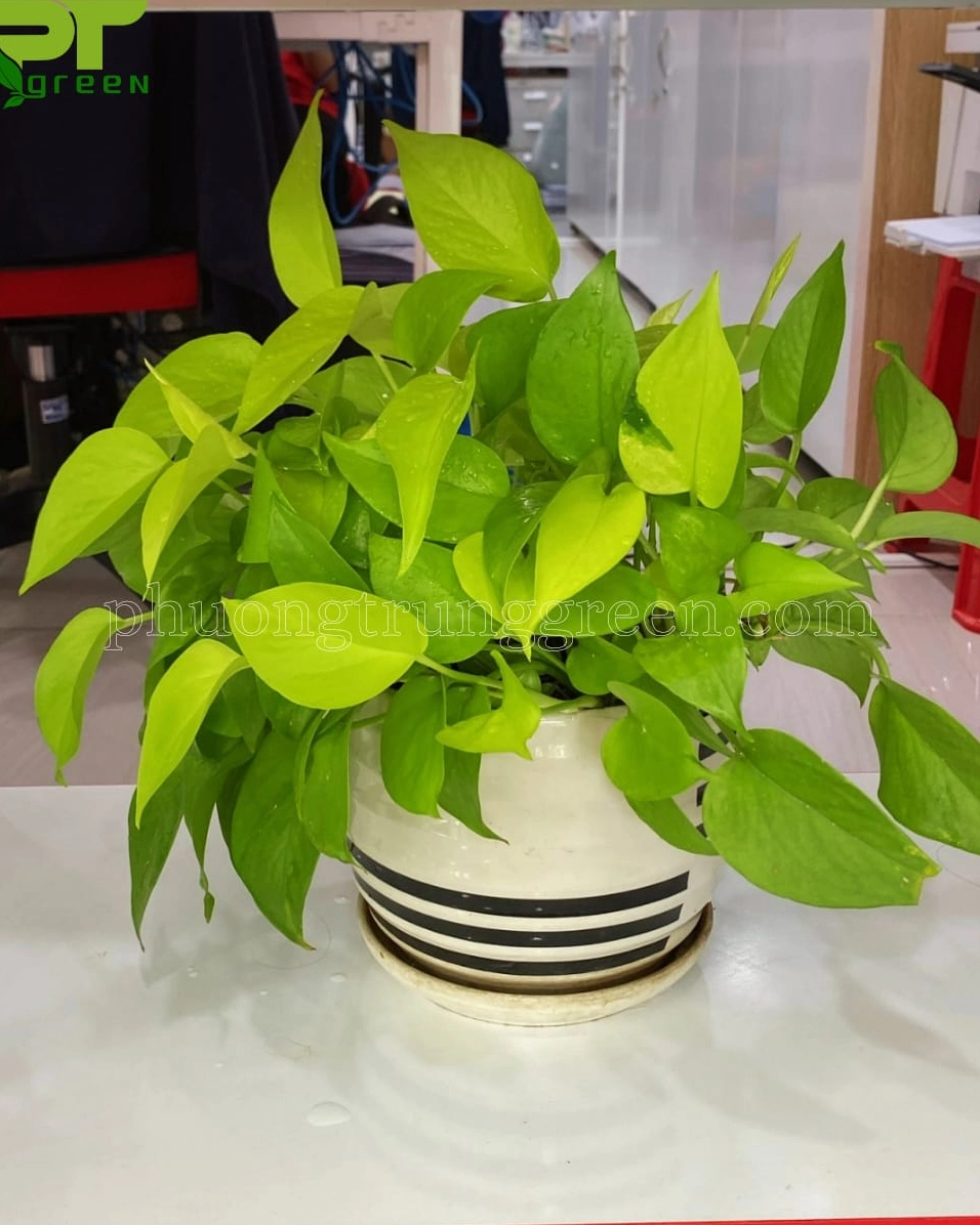 Cây Trầu Bà Vàng được đặt trong các ô tủ vuông, buông lá mềm để trang trí nội thất hiện đại