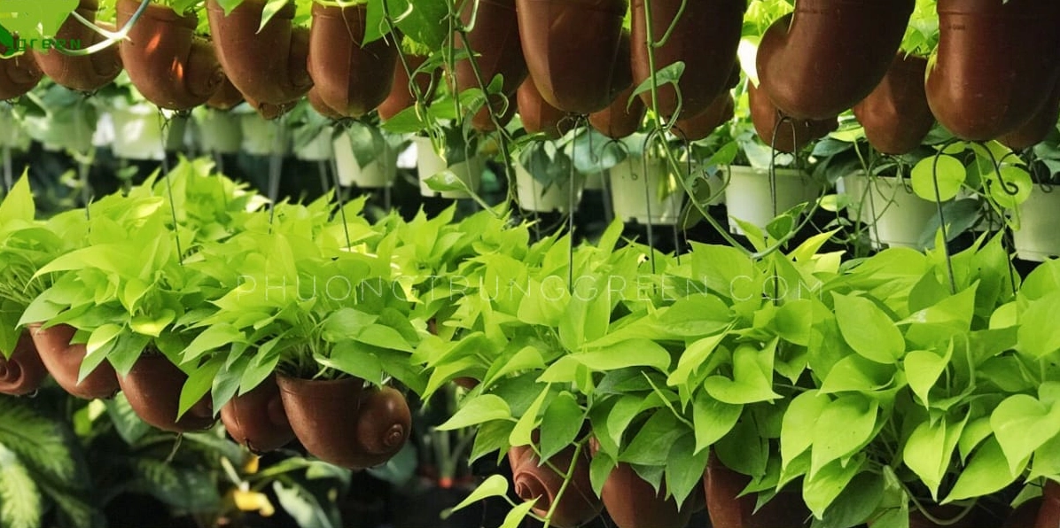 Cây Trầu Bà Vàng trong khung cảnh chăm sóc với lá sạch bóng, xanh vàng đều màu và khỏe mạnh