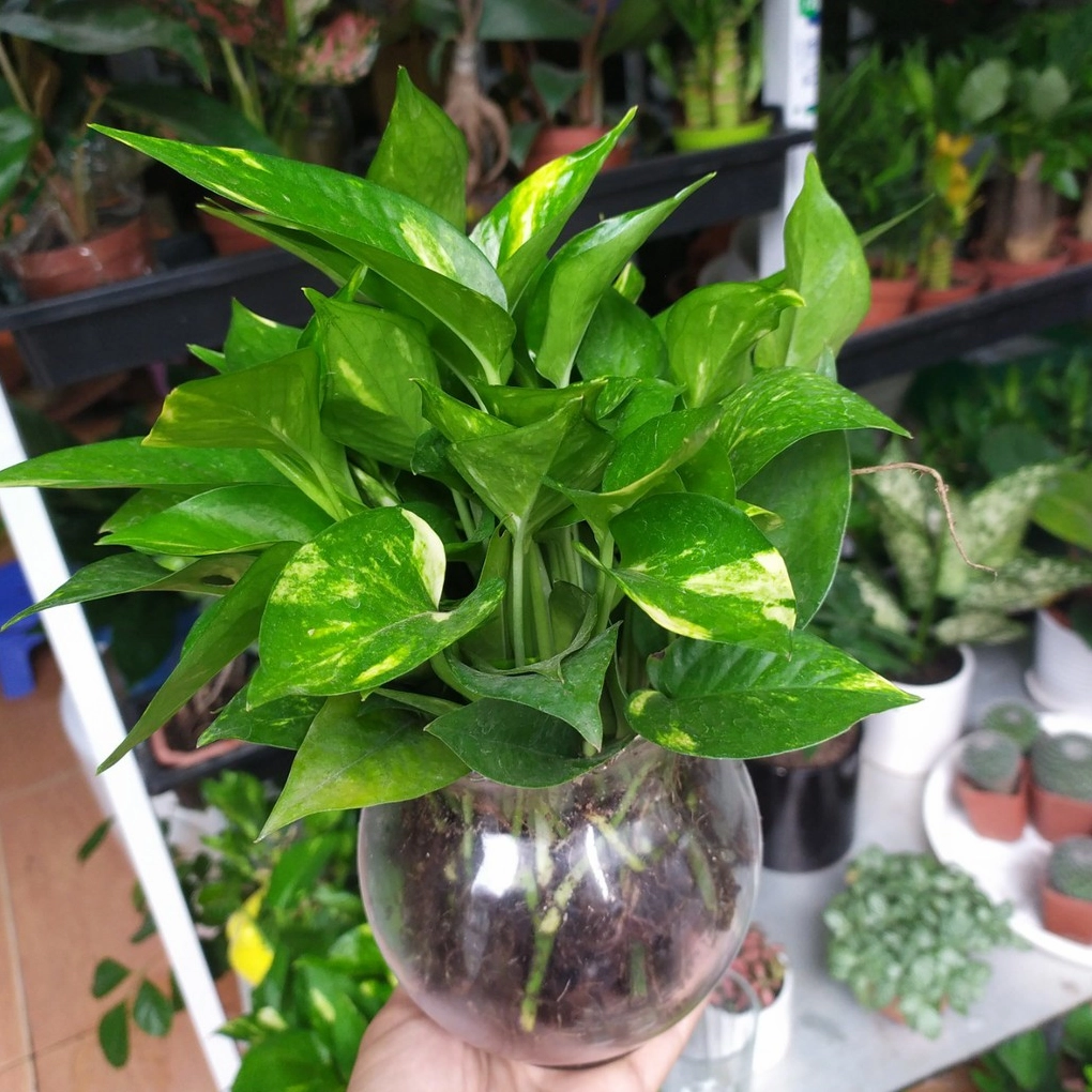 Cây trầu bà với lá xanh mềm mại gợi vẻ đẹp gần gũi của dòng trầu bà leo cột