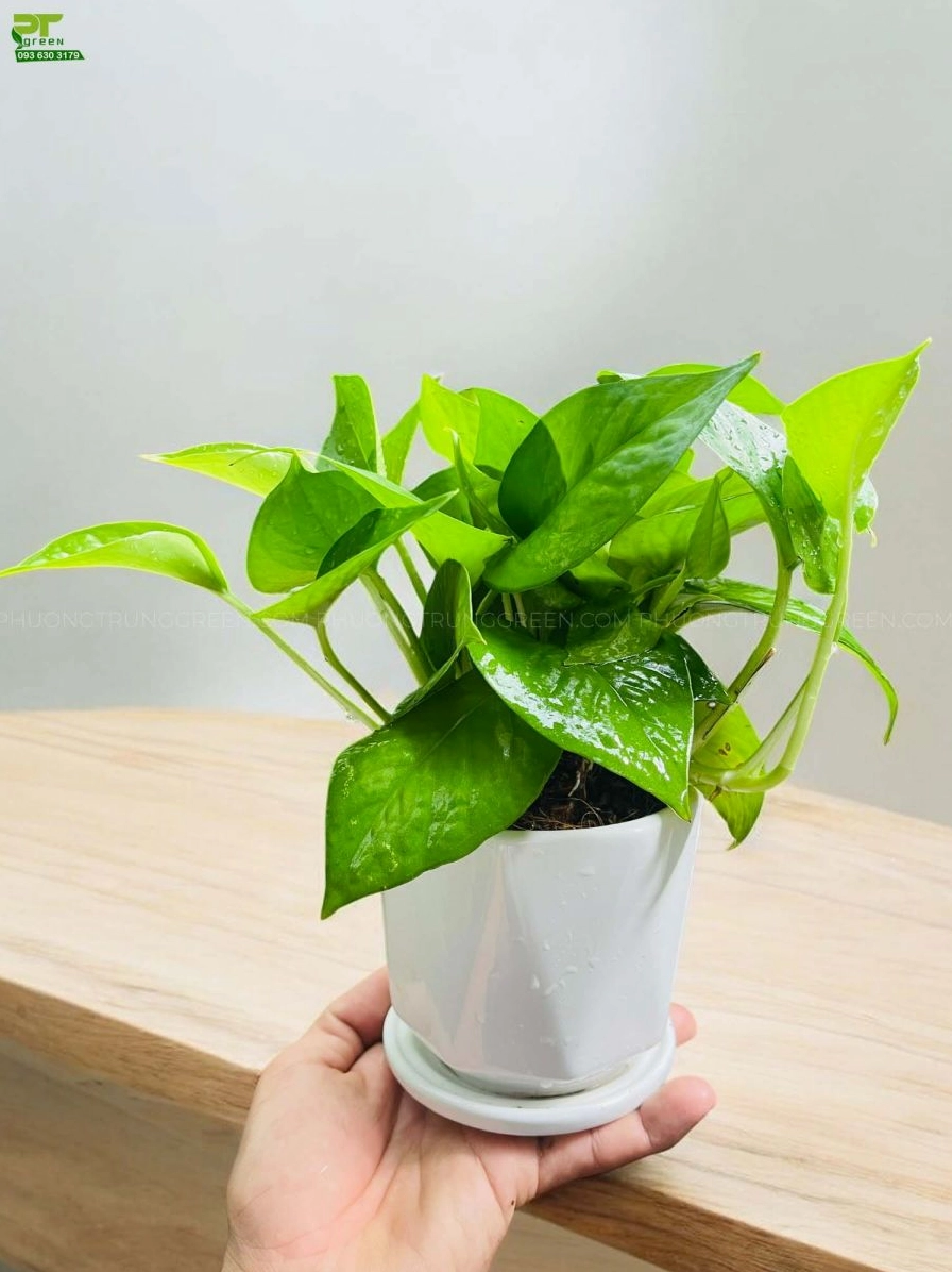 Cây trầu bà xanh để bàn nhỏ xinh với tán lá tươi mướt tạo điểm nhấn dịu dàng trên mặt bàn