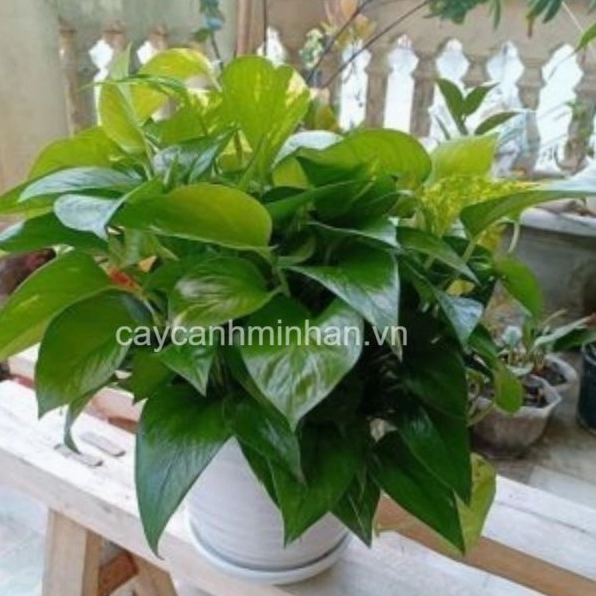 Cây trầu bà xanh với lá mềm tạo mảng xanh dịu trong bố cục cây cảnh trong nhà