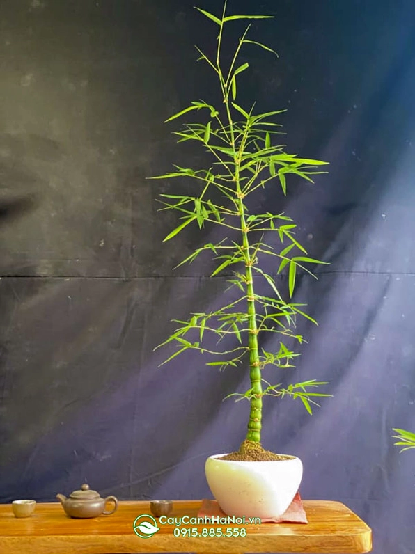Cây tre bonsai dáng trực có thân vươn thẳng biểu đạt ý chí kiên cường