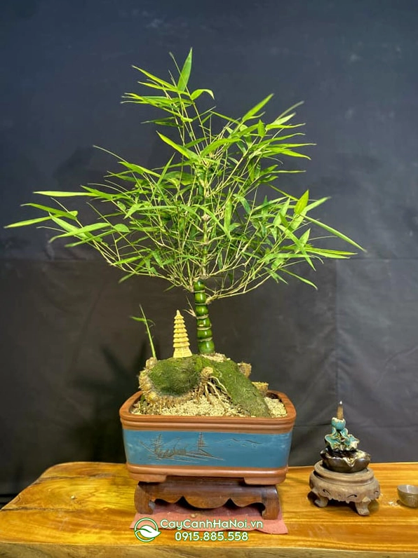 Cây tre bonsai dáng trực được chăm chút để tạo hình cân bằng và đẹp mắt
