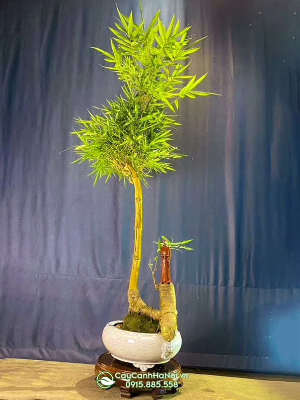 Cây tre bonsai được tạo dáng trực với đường thân cân đối và tán lá hài hòa