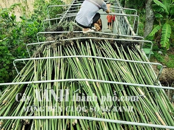 Cây Tre Cảnh xanh tươi với thân thẳng và tán lá mềm mại trong không gian vườn