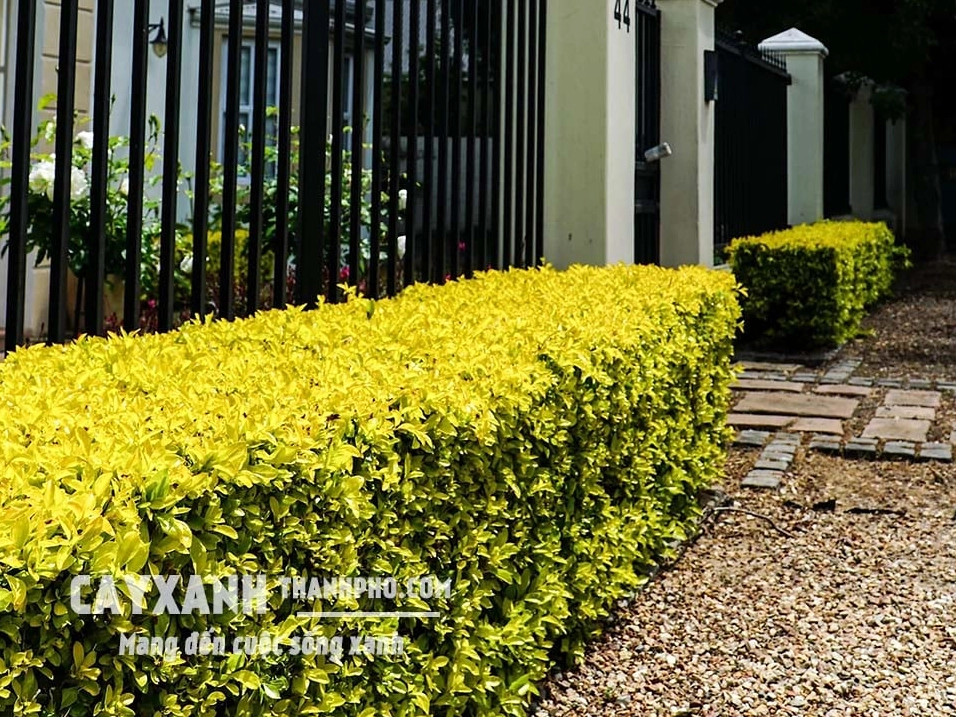 Cây trồng hàng rào mọc thành dải xanh dày giúp che chắn và trang trí lối đi