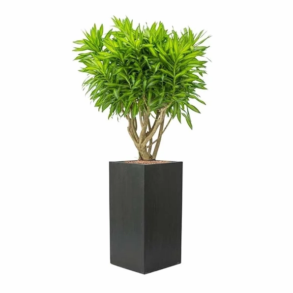 Cây Trúc Bách Hợp đặt trong chậu vuông hiện đại, tán lá rủ nhẹ và cân đối trong không gian trang trí