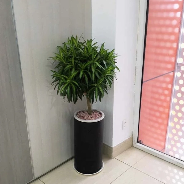 Cây Trúc Bách Hợp để sàn với tán lá xòe đều, tạo cảm giác mát mắt và hài hòa cho không gian