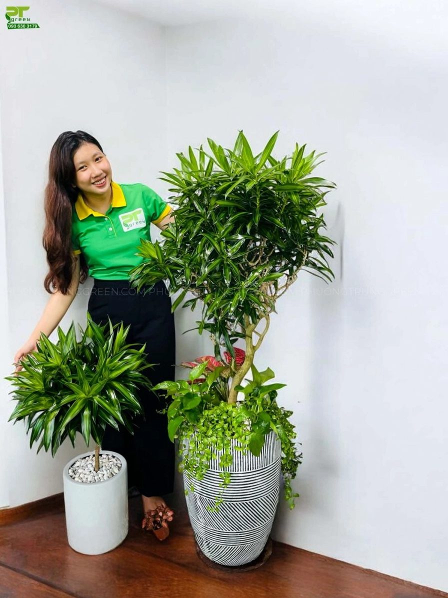 Cây Trúc Bách Hợp tại vườn với bụi lá xanh dày, sinh trưởng tươi tốt trong không gian thoáng đãng