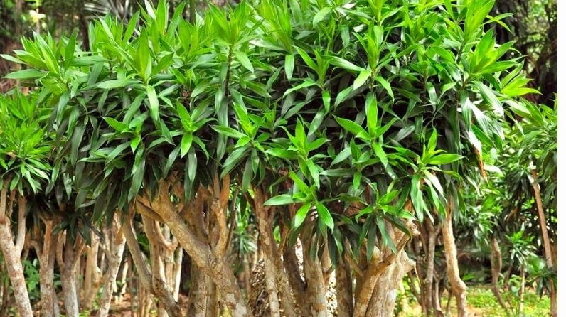 Cây Trúc Bách Hợp trong góc chụp rõ hình dáng tổng thể, làm nổi bật đặc trưng của loài cây cảnh nội thất
