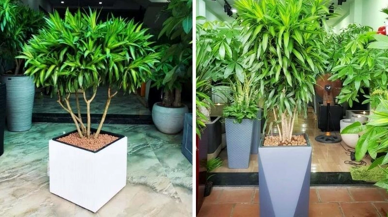 Cây Trúc Bách Hợp trong khung hình sáng, chi tiết lá và thân nổi rõ dưới ánh sáng mềm