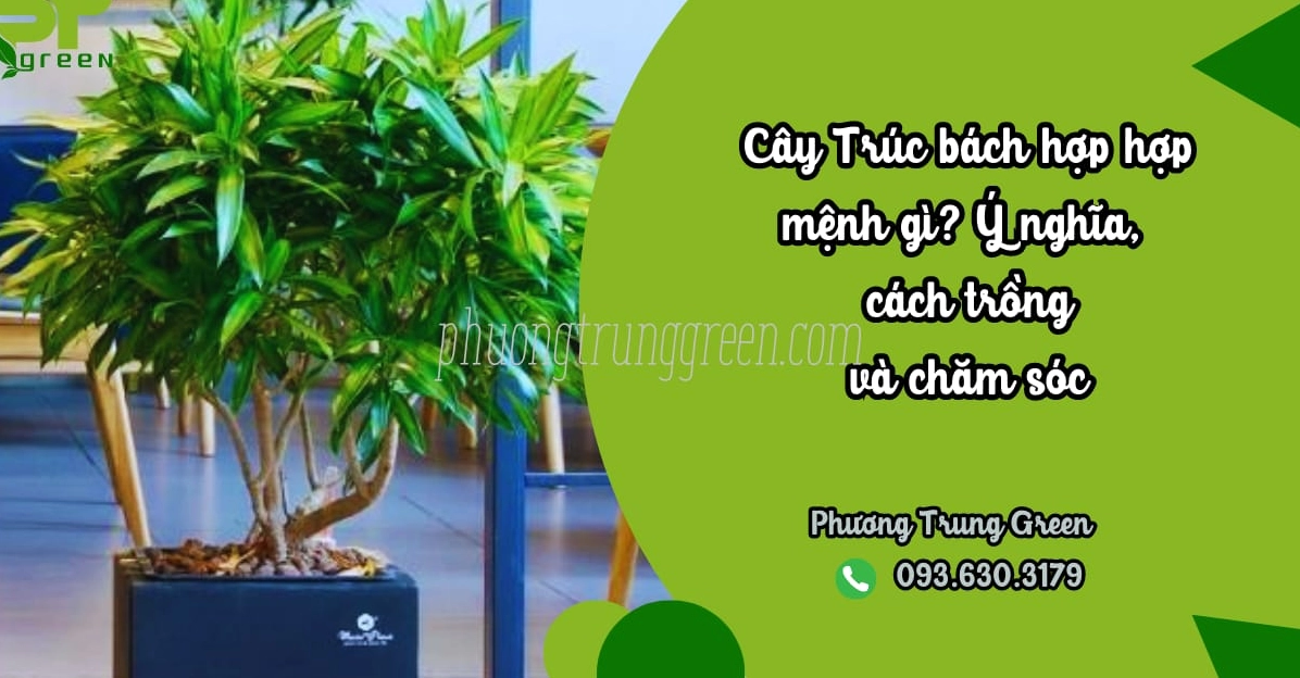 Cây Trúc Bách Hợp xanh mướt với tán lá thanh thoát, dáng cây gọn gàng và nổi bật trong khung hình sáng rõ