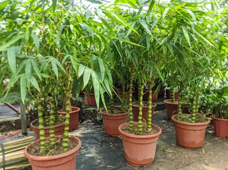 Cây Trúc Đùi Ếch mang thân đốt lạ mắt và sắc lá tươi khiến bức ảnh trở nên sinh động hơn