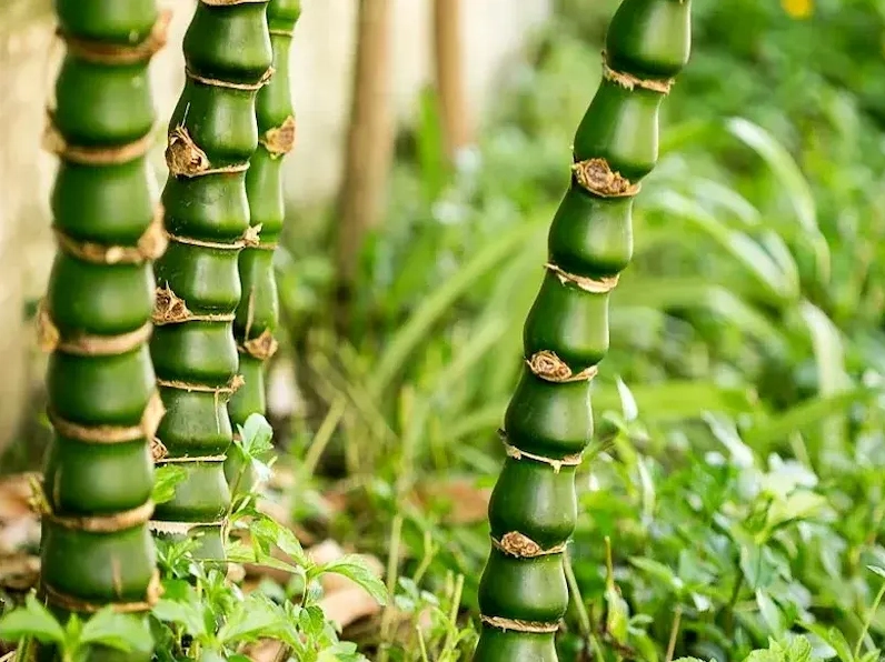 Cây Trúc Đùi Gà với thân đốt tròn chắc và sắc xanh khỏe tạo nên vẻ đẹp mạnh mẽ mà duyên dáng