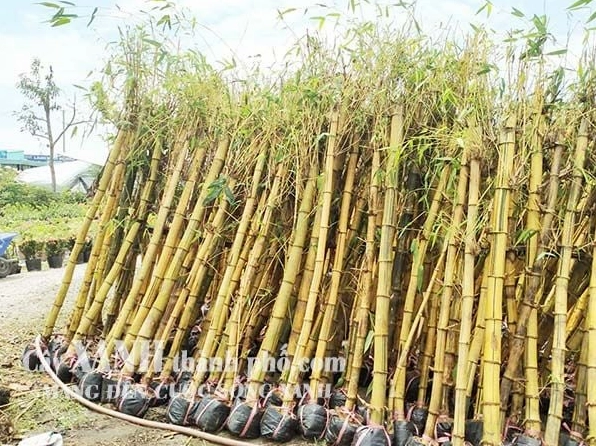 Cây trúc kiểng với dáng gọn thanh thoát và lá xanh mảnh phù hợp nhiều kiểu bài trí sân vườn