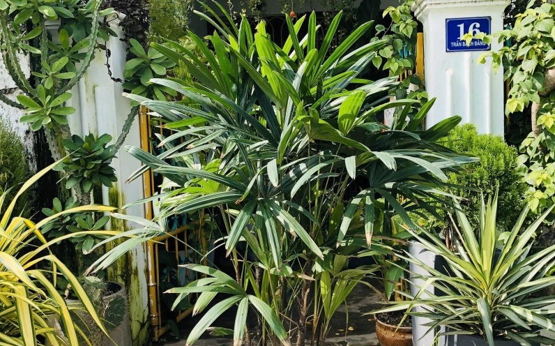 Cây Trúc Mây chưng trước nhà với tán lá gọn đẹp làm bừng sáng lối vào
