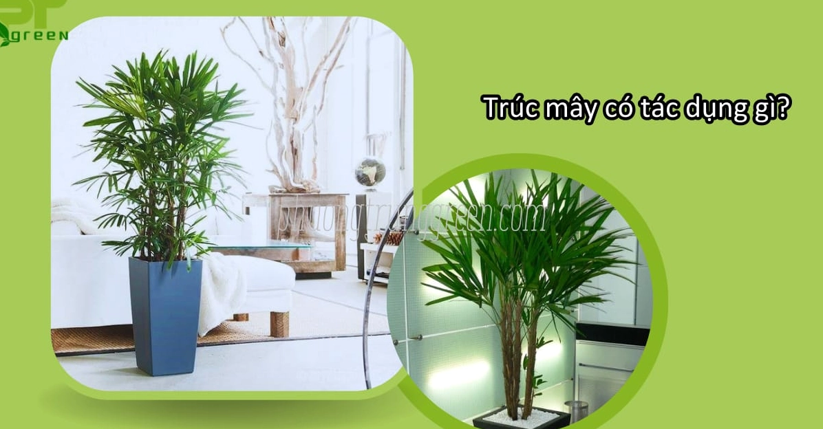 Cây Trúc Mây xanh tốt trong khung cảnh gợi nhắc công dụng làm dịu và làm đẹp không gian