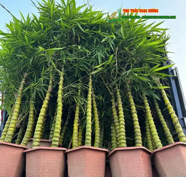 Cây Trúc Phật Bà với hình dáng ấn tượng và tán lá gọn tạo cảm giác sang trọng cho không gian trưng bày