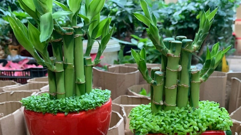 Cây Trúc Phát Tài trong hình minh họa công dụng trang trí với dáng cây gọn đẹp và nền sáng