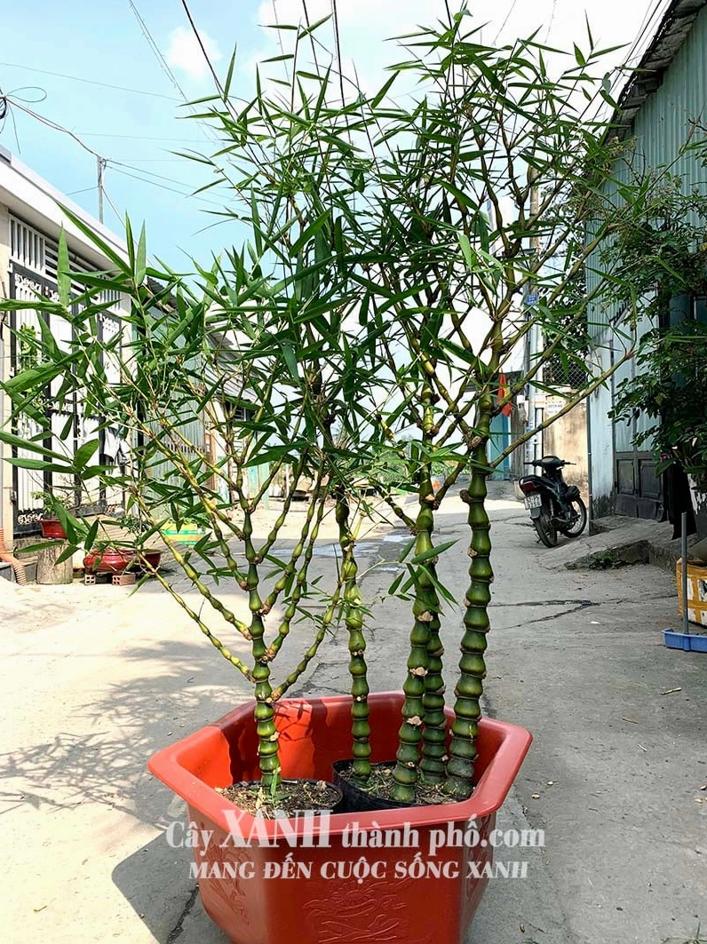Cây Trúc Quan Âm trồng chậu với thân đốt gọn gàng và tán lá xanh mướt trong không gian sân vườn thanh nhã